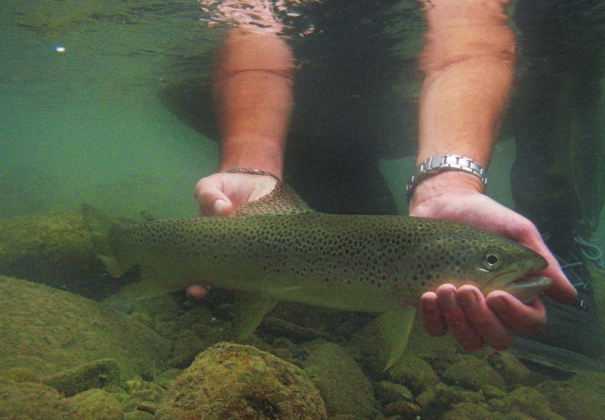 saison peche a la truite